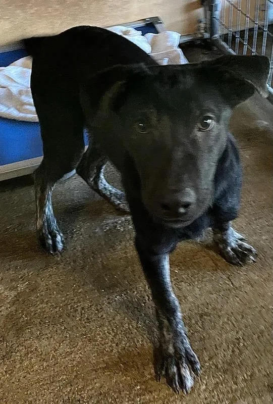 Ranger