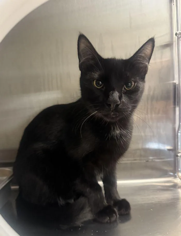 A young small-sized male Black Domestic Short Hair cat named Wasabi for adoption in Hilton Head Island, SC