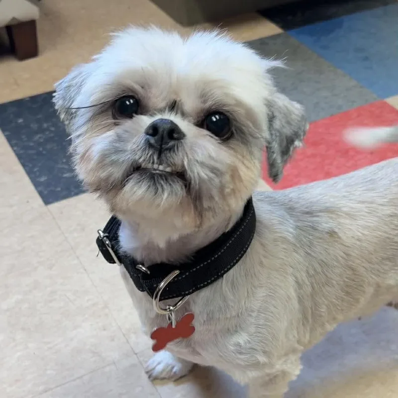 An adult small-sized female Shih Tzu dog named Laverne for adoption in Valparaiso, IN