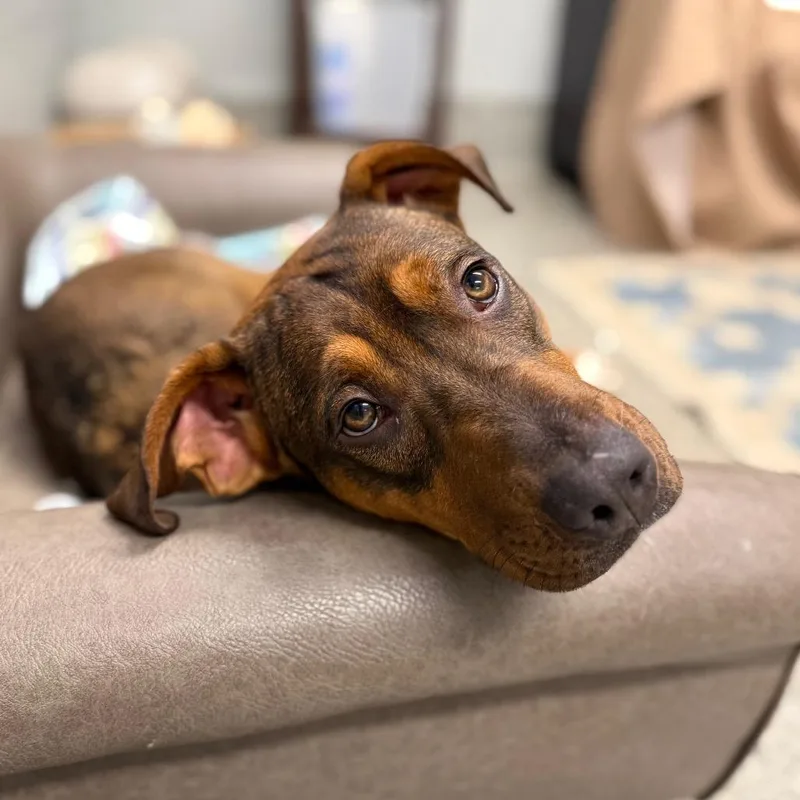 A young medium-sized female Black Mixed Breed dog named Johnni for adoption in Falls Church, VA