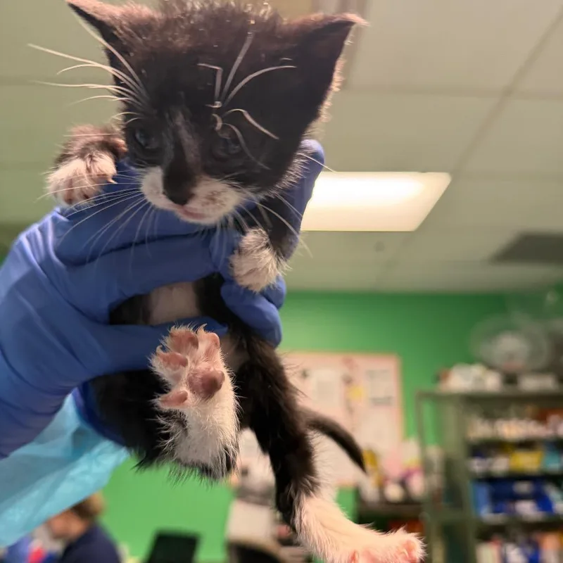 A baby small-sized male Black Domestic Short Hair cat named Frankie for adoption in Philadelphia, PA