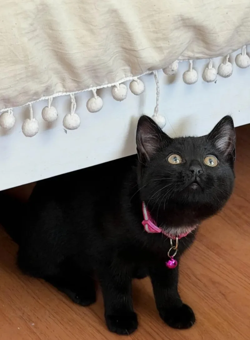 A baby small-sized female Black Domestic Short Hair cat named Velvet for adoption in Weehawken, NJ
