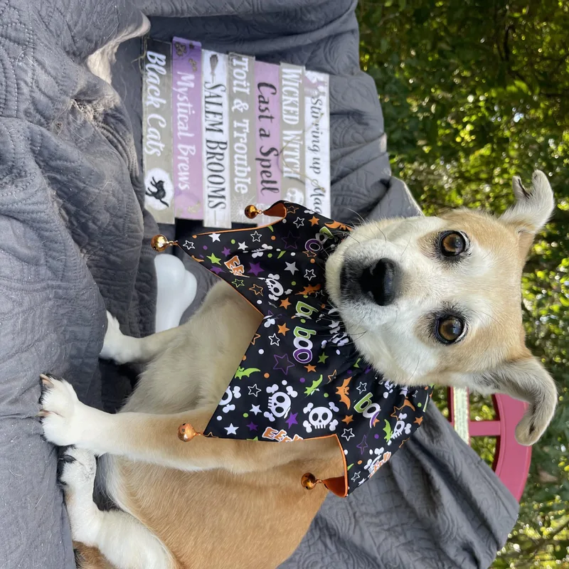 A senior medium-sized female Corgi dog named Sandy for adoption in Sebring, FL