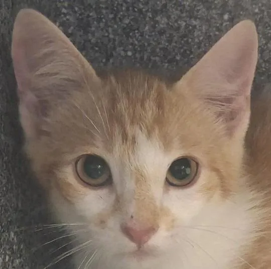 A baby medium-sized male Domestic Short Hair cat named Trader Joe for adoption in Brenham, TX