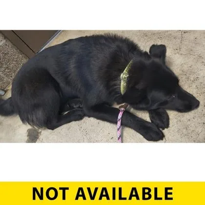 A young large-sized male Mixed Breed dog named Nocturne for adoption in Eugene, OR