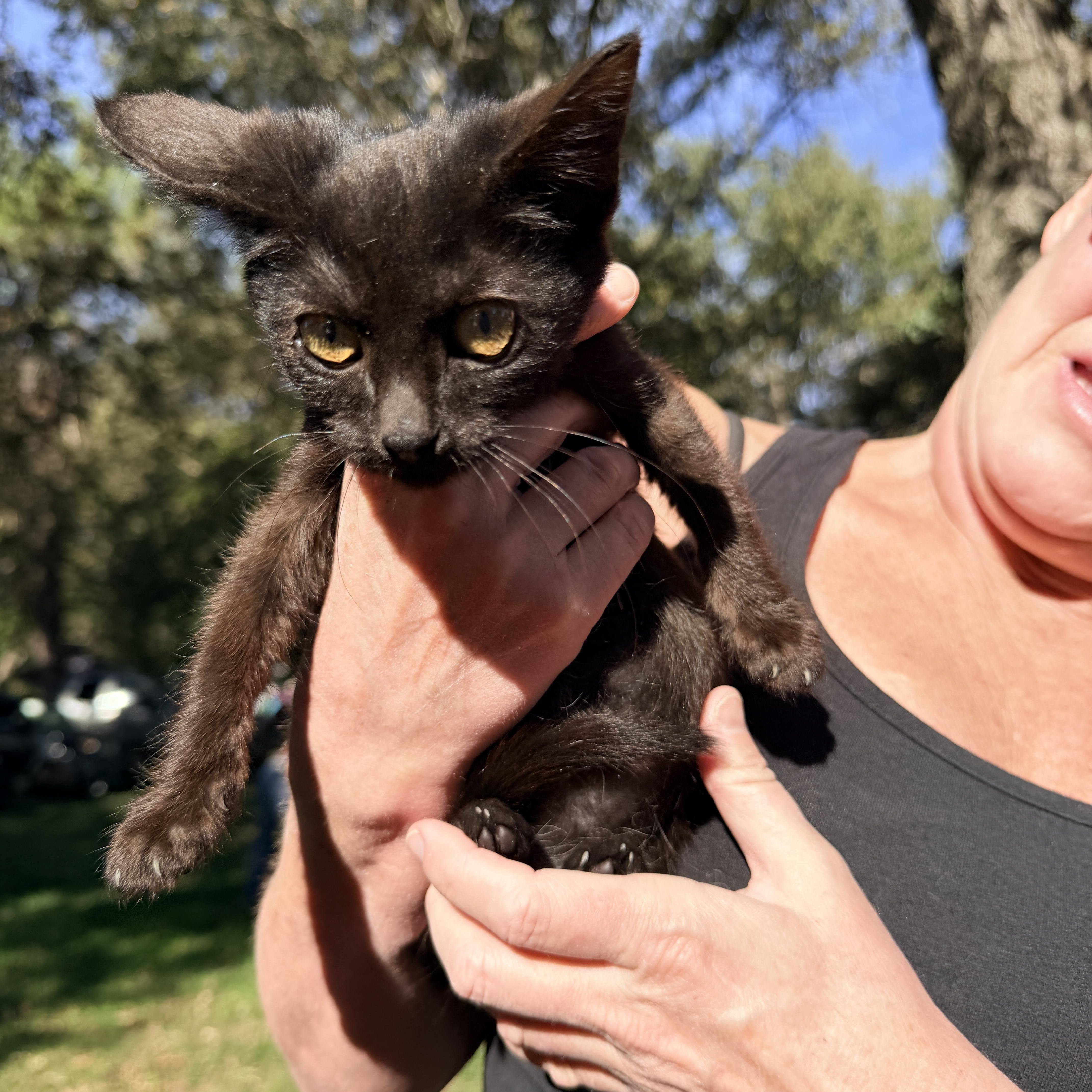 A baby medium-sized female Domestic Short Hair cat named Truffle for adoption in Penryn, CA