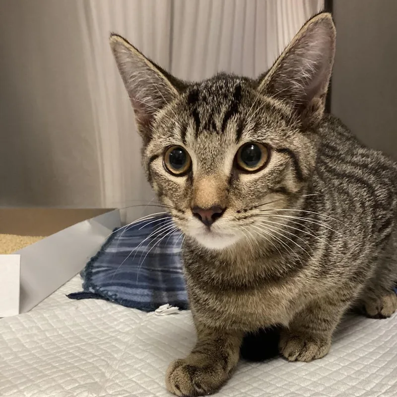 A baby small-sized female Brown / Chocolate Domestic Short Hair cat named Cameron for adoption in Tampa, FL