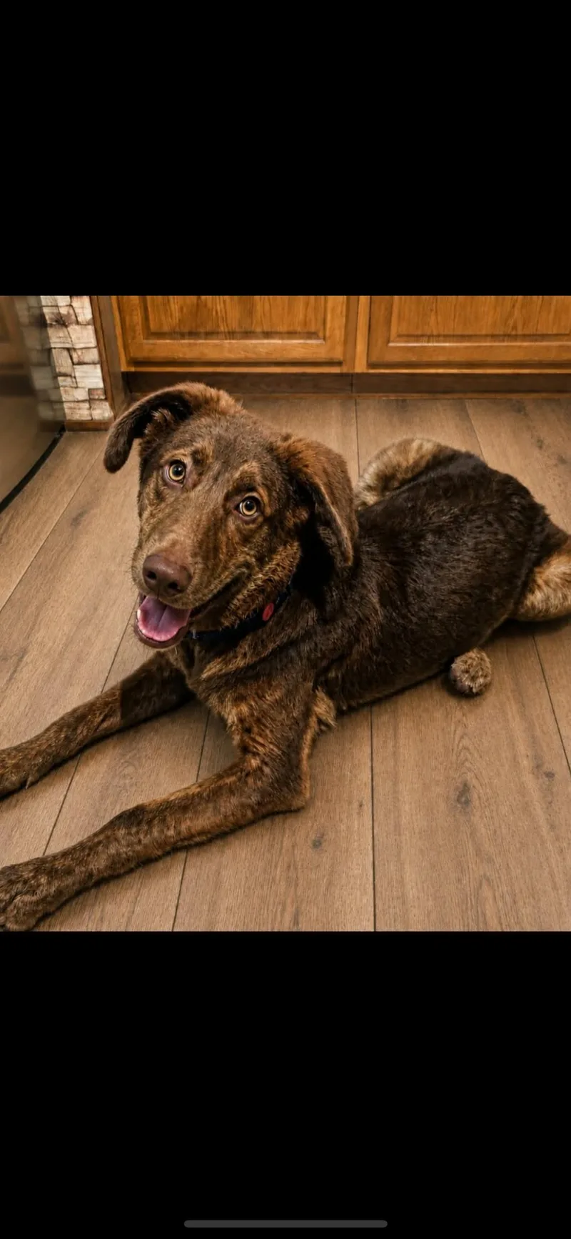 A young medium-sized male Plott Hound dog named Brutus for adoption in York, PA