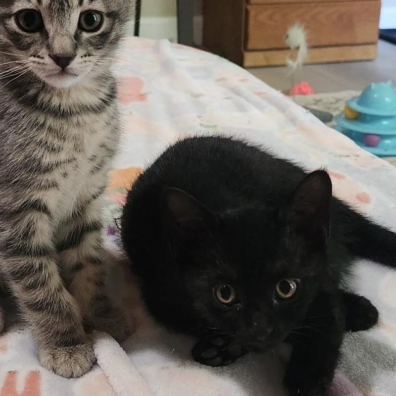 A baby small-sized male Black Domestic Short Hair cat named Alfalfa for adoption in Fresno, CA