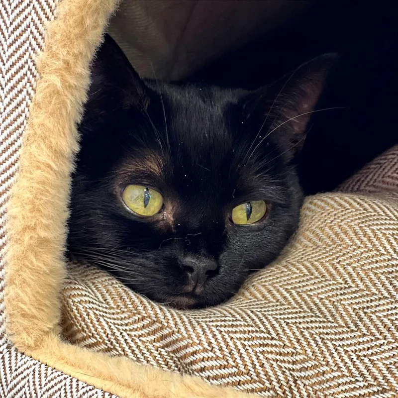 A senior medium-sized female Black Bombay cat named Fluffy for adoption in Boston, MA