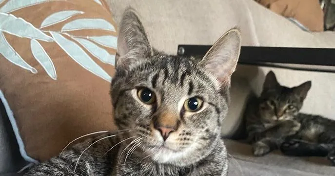 An adult medium-sized male Tabby (Brown / Chocolate) Domestic Short Hair cat named Java for adoption in Greene, NY