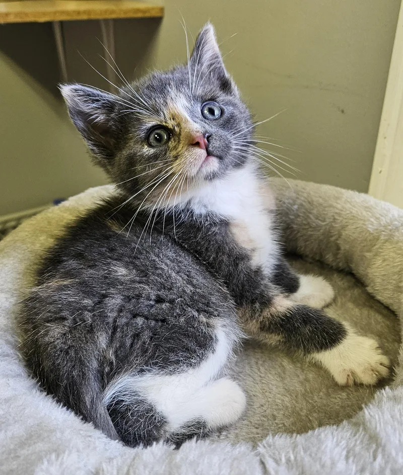 A baby small-sized female Dilute Tortoiseshell Domestic Short Hair cat named Oyster for adoption in Brockport, NY