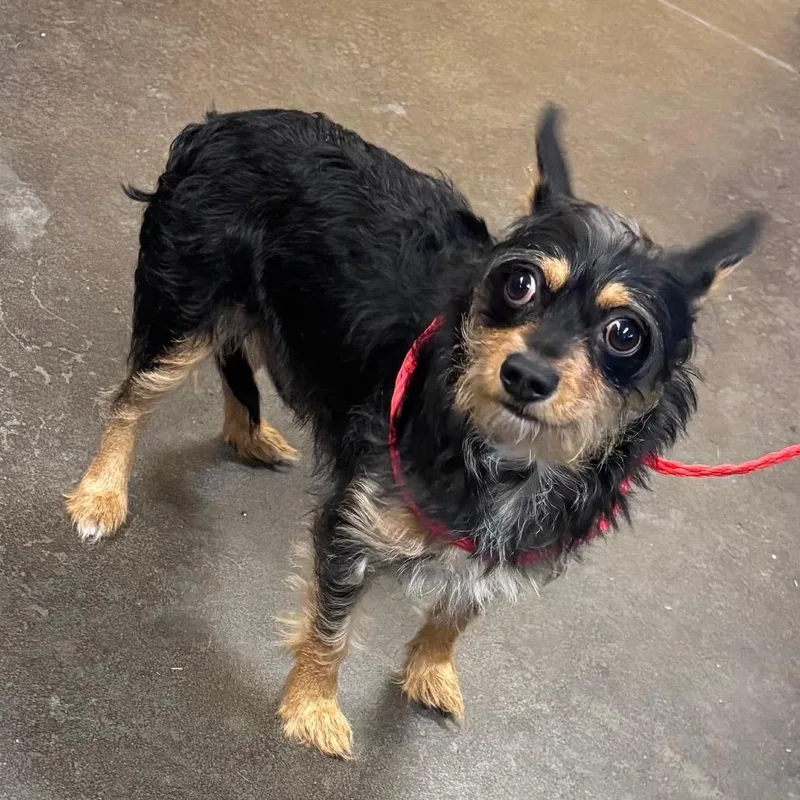 A baby small-sized male Black Terrier dog named Jerome for adoption in Norman, OK