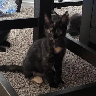 A baby medium-sized female Tortoiseshell Domestic Short Hair cat named Whopper for adoption in Liverpool, TX