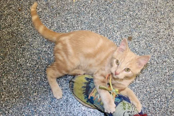 A baby medium-sized male Tabby (Orange / Red) Domestic Short Hair cat named Nirvana for adoption in Brazil, IN