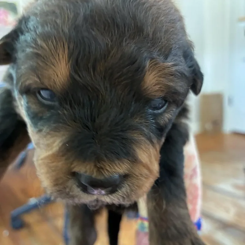 A baby medium-sized male Brown / Chocolate Mixed Breed dog named Neptune for adoption in Tulsa, OK
