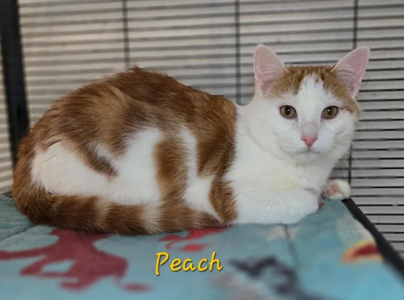 Peach