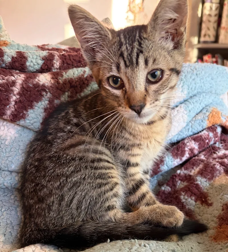 A baby medium-sized male Tabby (Brown / Chocolate) Domestic Short Hair cat named Gilbert for adoption in Springfield, OR