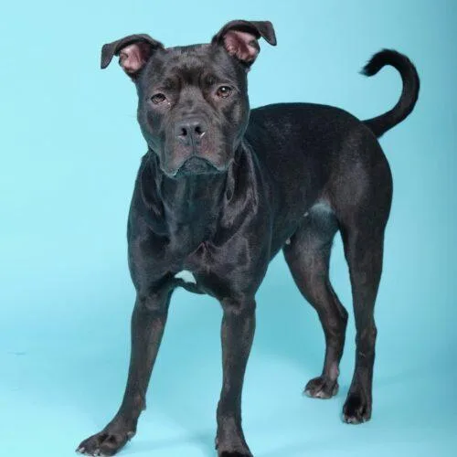 An adult medium-sized female Black American Staffordshire Terrier dog named Lily  D for adoption in Frankfort, KY