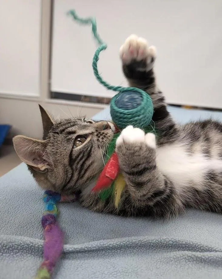 Roderick thumbnail 2