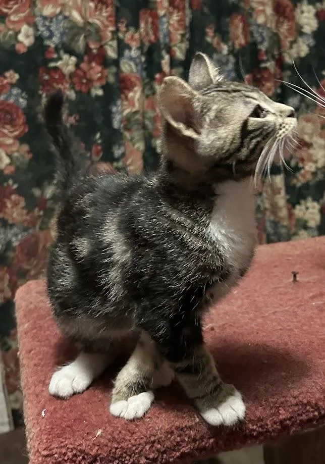 Roderick thumbnail 3