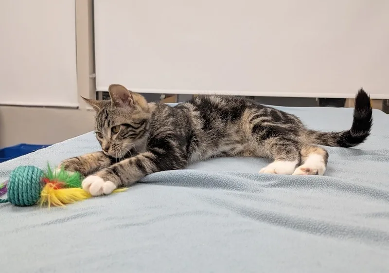 Roderick thumbnail 4