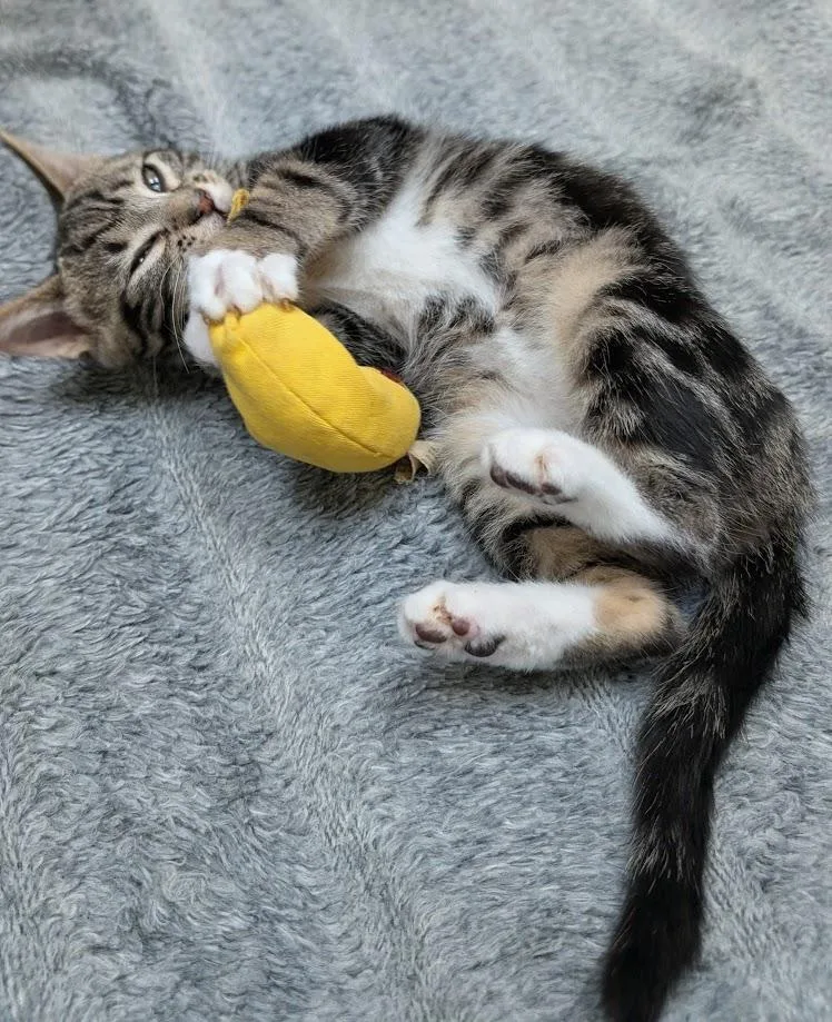 Roderick thumbnail 5