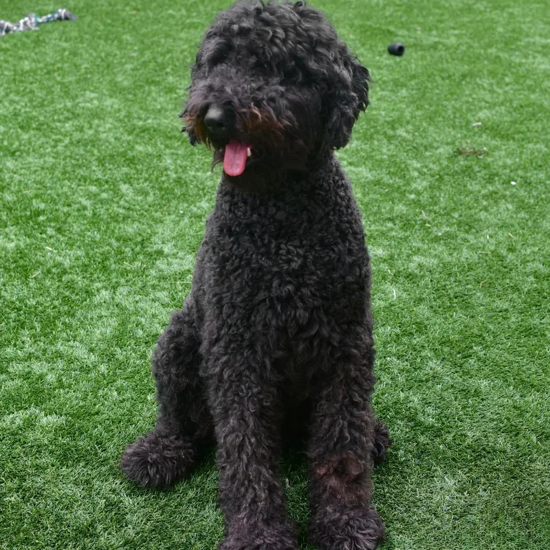 An adult large-sized male Standard Poodle dog named JackOLantern for adoption in Ottawa, KS