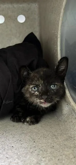 A baby small-sized female Domestic Short Hair cat named A for adoption in Baldwin Park, CA
