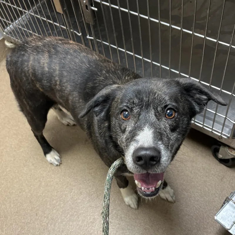 A young medium-sized female Brindle Mixed Breed dog named Brown Sugar for adoption in Chattanooga, TN
