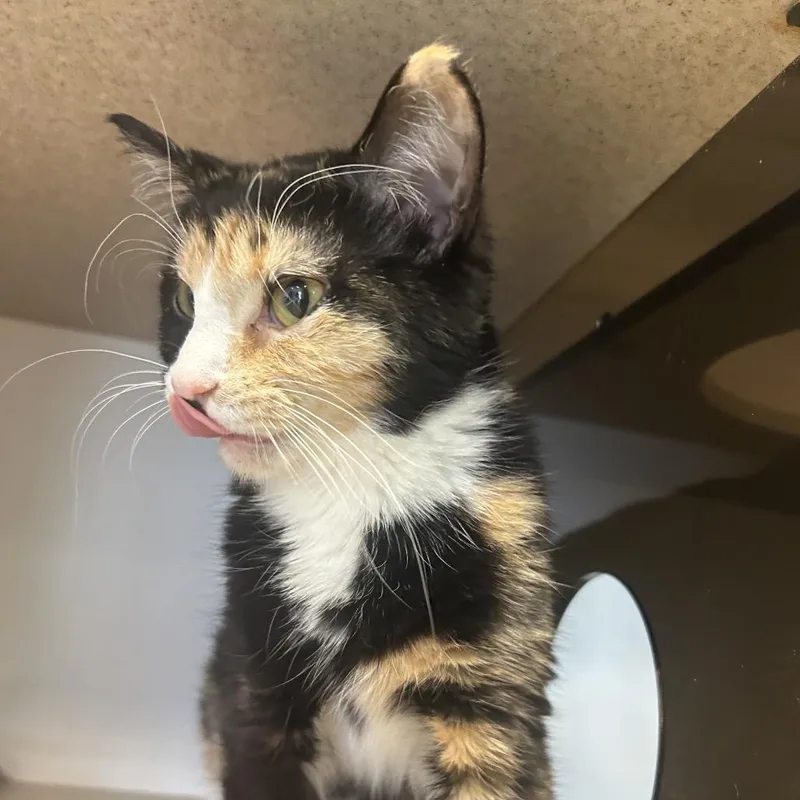 Shamrock thumbnail 2