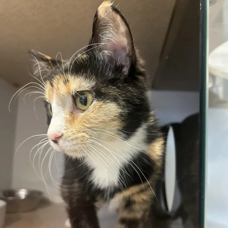 Shamrock thumbnail 3