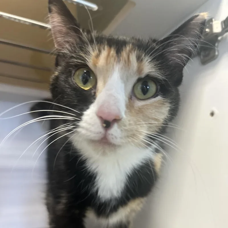 Shamrock thumbnail 4