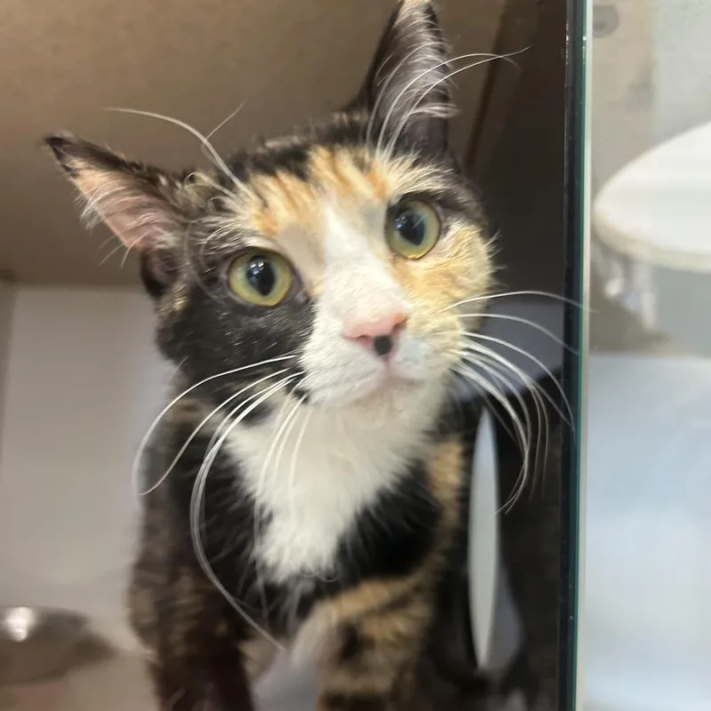 Shamrock thumbnail 5