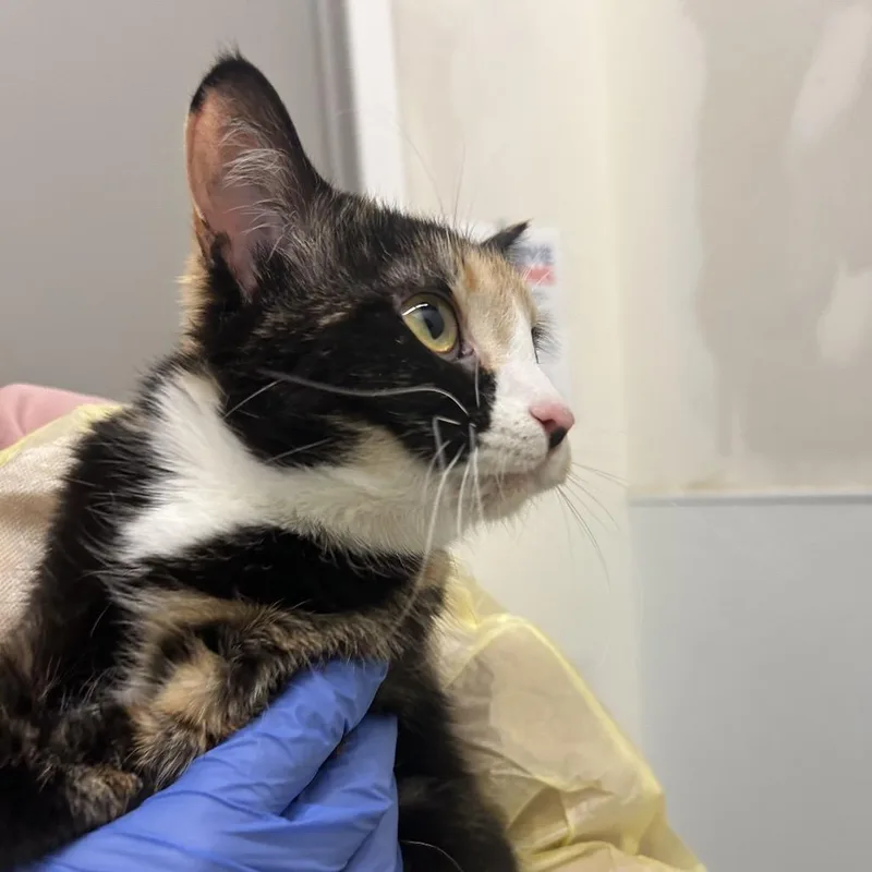 Shamrock thumbnail 6