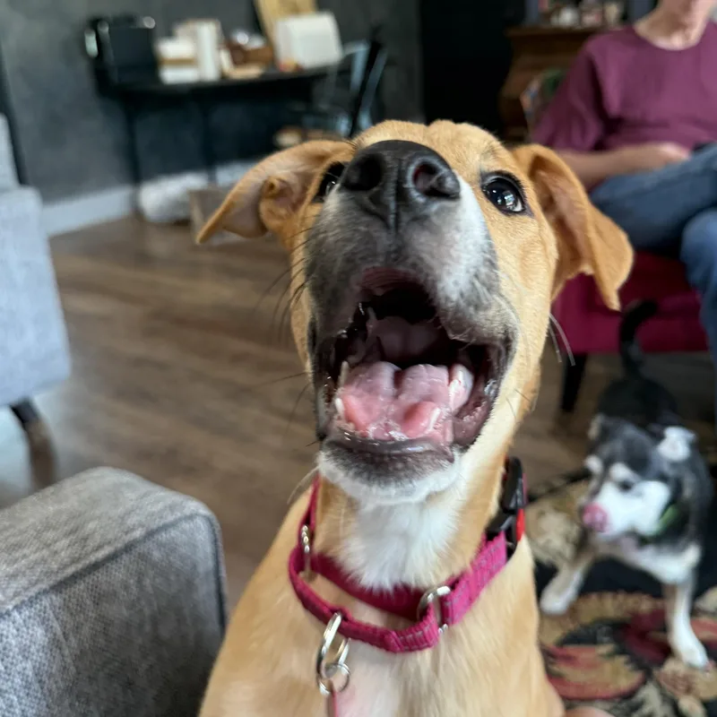 A young medium-sized female German Shepherd Dog dog named Sierra Mist for adoption in Liverpool, TX