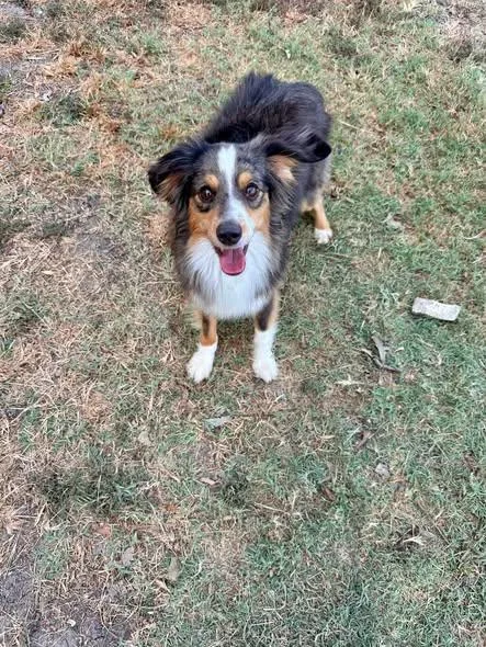 A young small-sized male Merle (Blue) Australian Shepherd dog named Deputy for adoption in Temple, TX