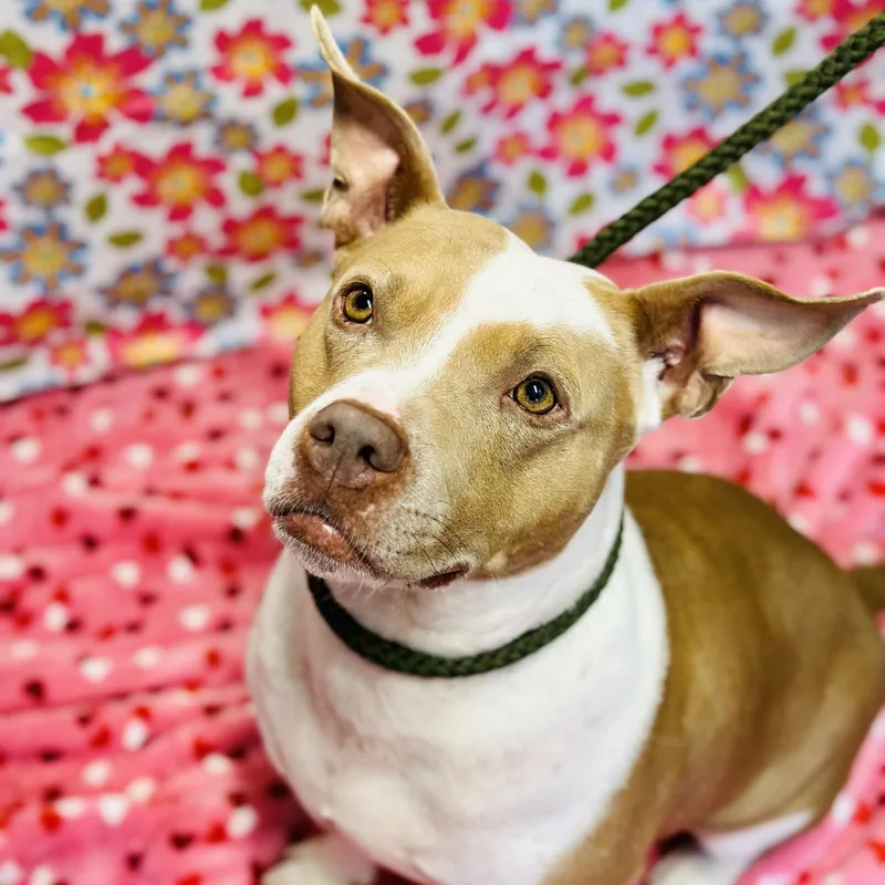 An adult large-sized female Yellow / Tan / Blond / Fawn Pit Bull Terrier dog named Amber for adoption in Jackson, NJ