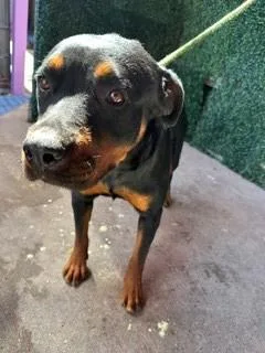 An adult large-sized female Black Rottweiler dog named Oxana for adoption in El Paso, TX