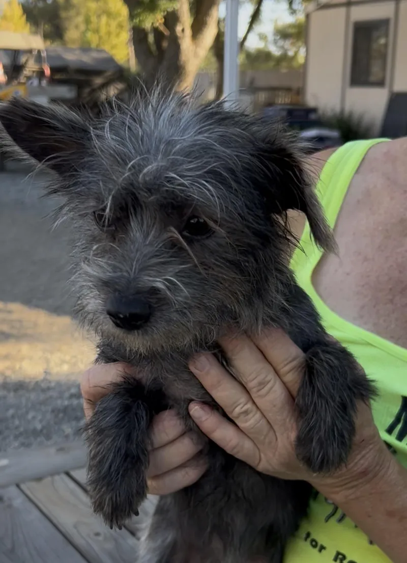 A young small-sized female Gray / Blue / Silver Terrier dog named Tammy for adoption in Woodland, CA