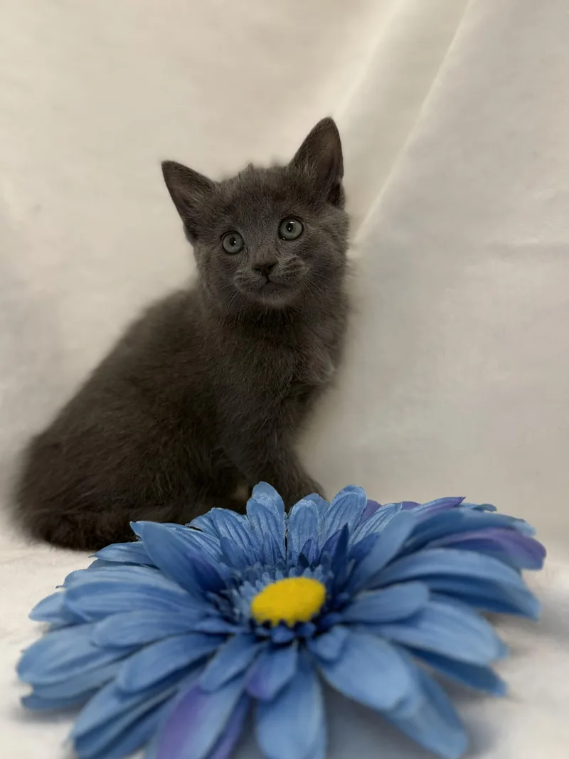 A baby medium-sized female Gray / Blue / Silver Domestic Short Hair cat named Isolde for adoption in Greensboro, NC
