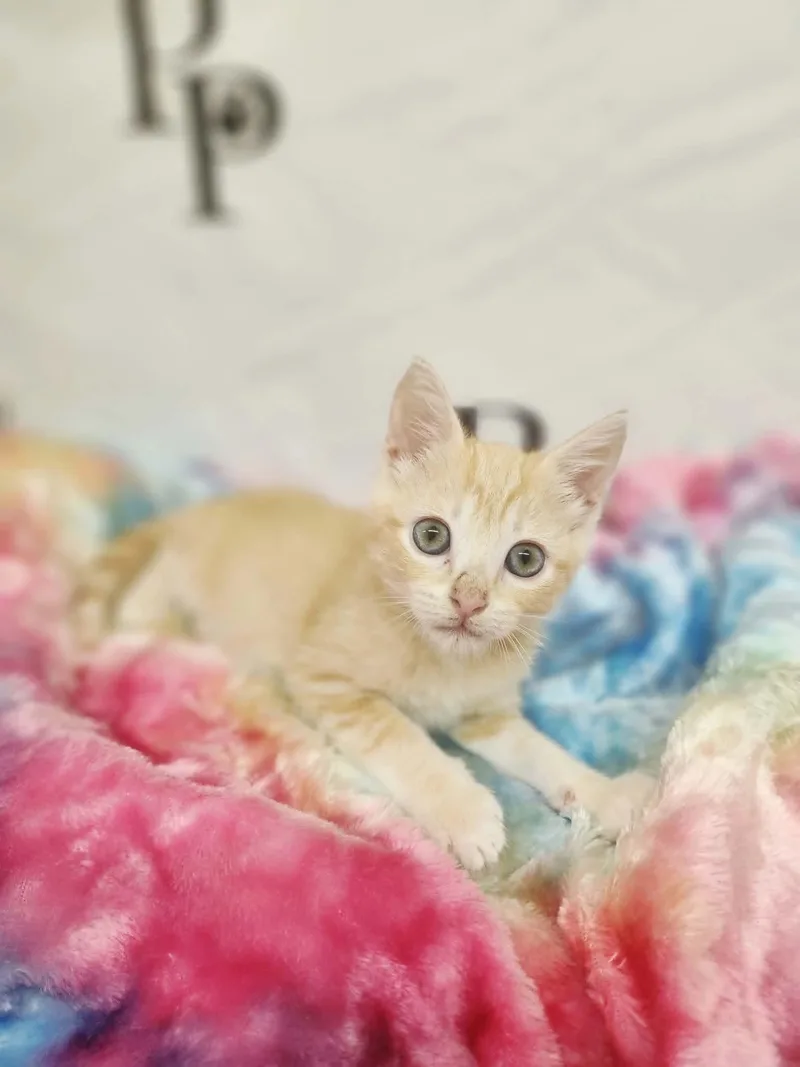 A baby medium-sized male Buff / Tan / Fawn Domestic Short Hair cat named Hissopher Robin for adoption in Social Circle, GA