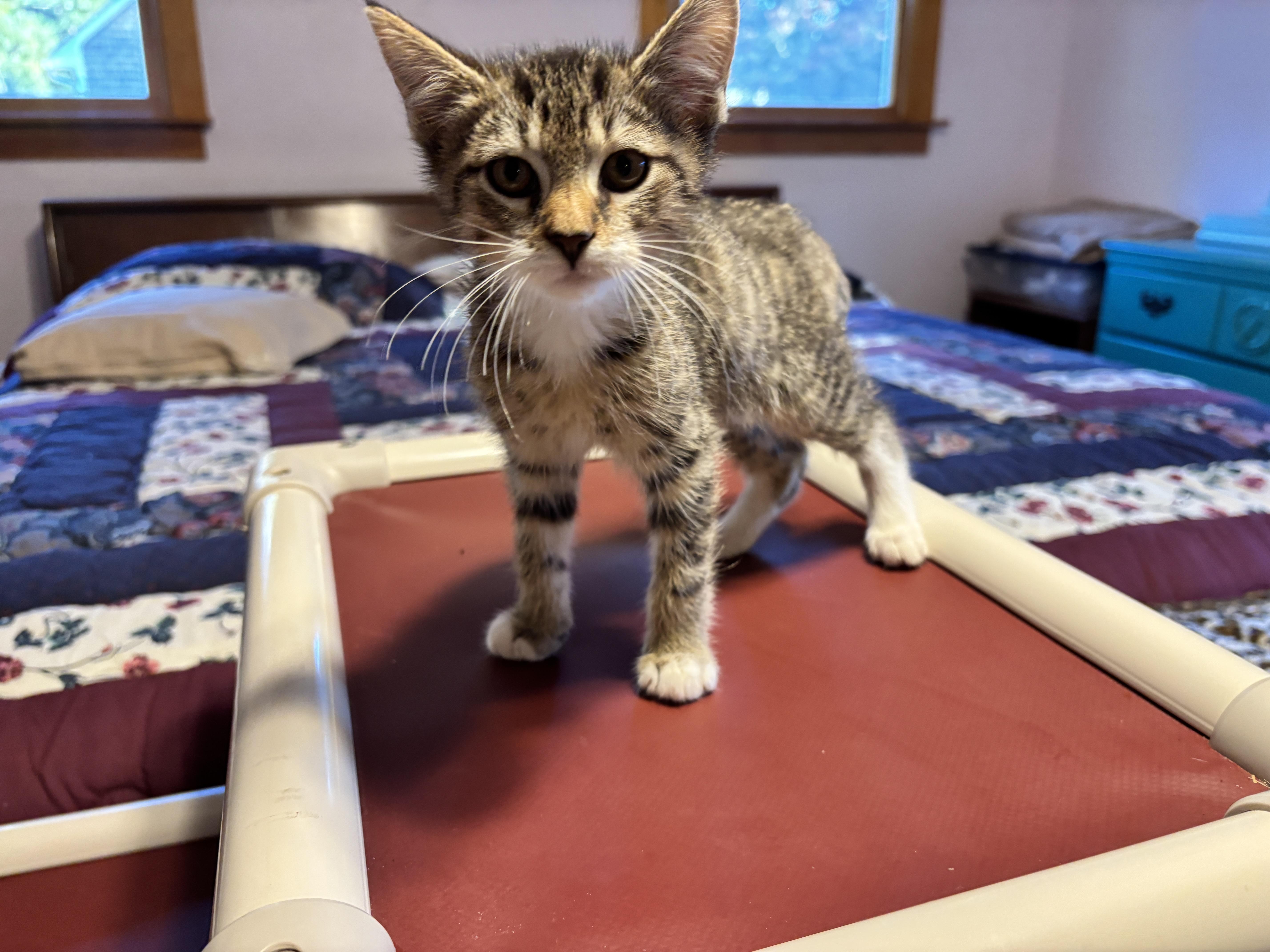 A baby medium-sized male Domestic Short Hair cat named Frisbee & Tina for adoption in Vineyard Haven, MA