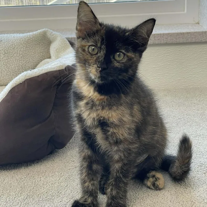 Zigzagoon thumbnail 2