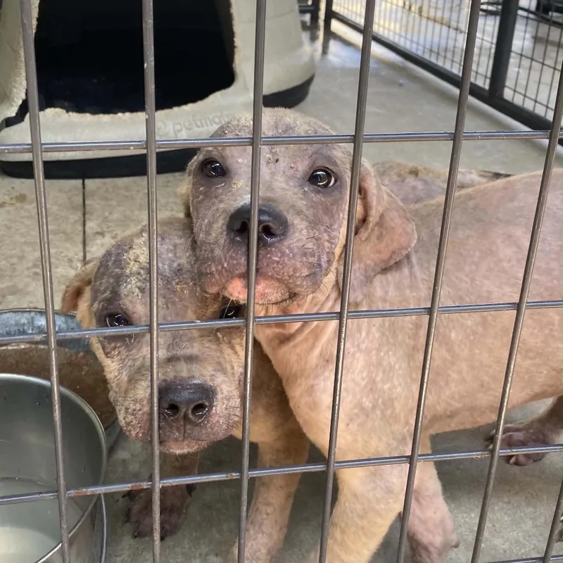 A baby medium-sized male Yellow / Tan / Blond / Fawn Mixed Breed dog named Tank for adoption in Auburn, NH