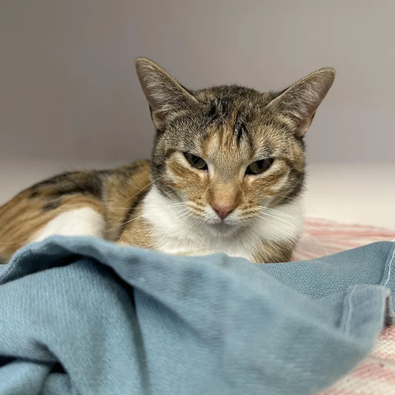 A baby medium-sized female Calico Domestic Short Hair cat named Honeycrisp for adoption in Manassas, VA