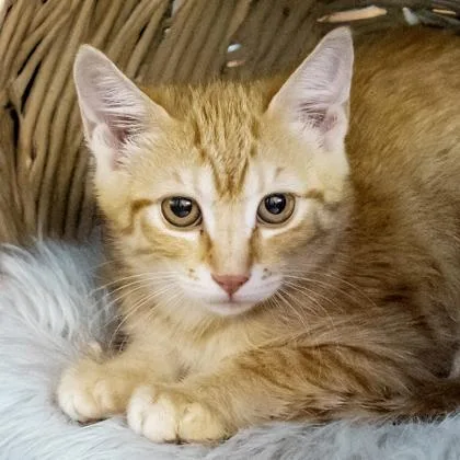A baby small-sized female Domestic Short Hair cat named Sheik for adoption in Camano Island, WA