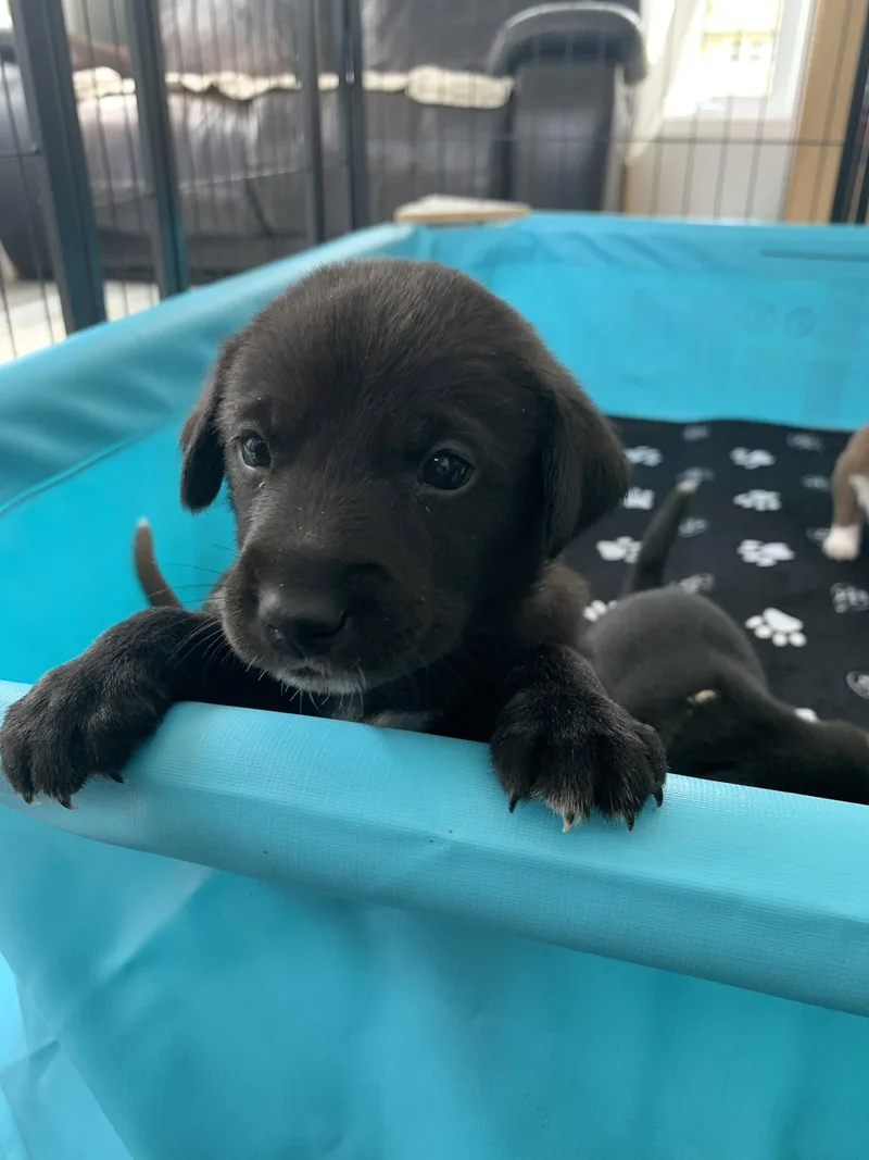 A baby medium-sized male Labrador Retriever dog named George for adoption in Springville, NY