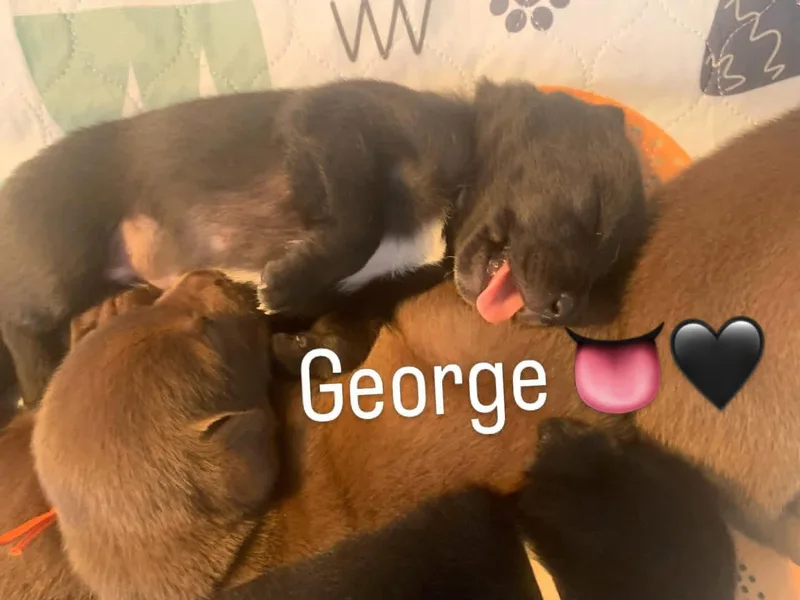 George thumbnail 3