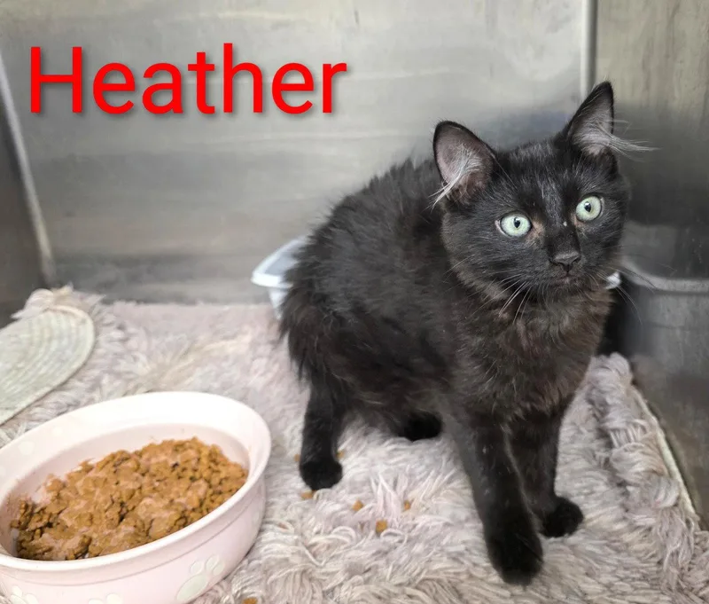 Heather C Harrell